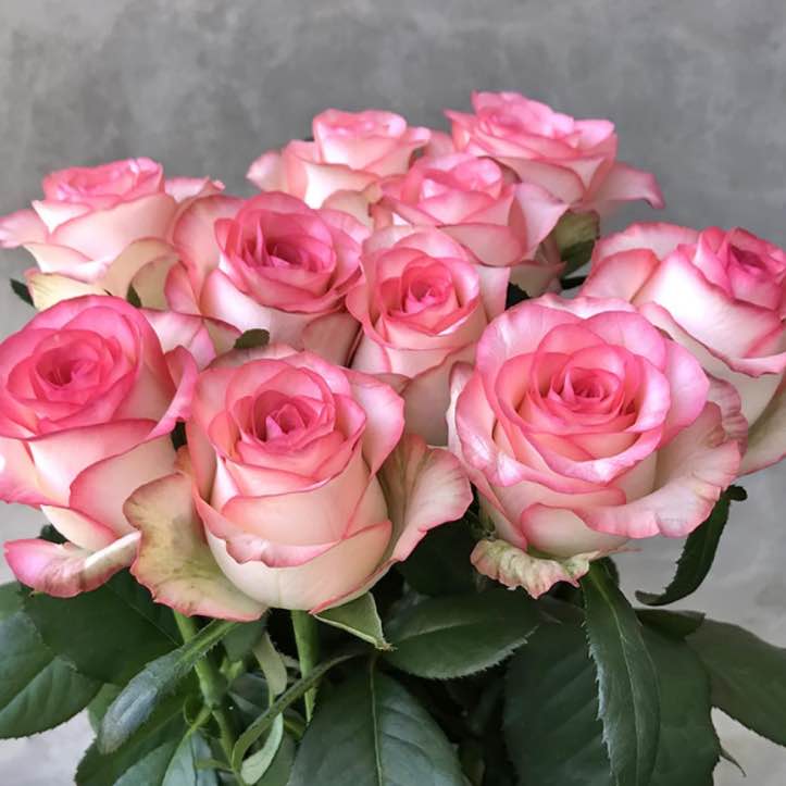 Тр Джумілія 70 см 1