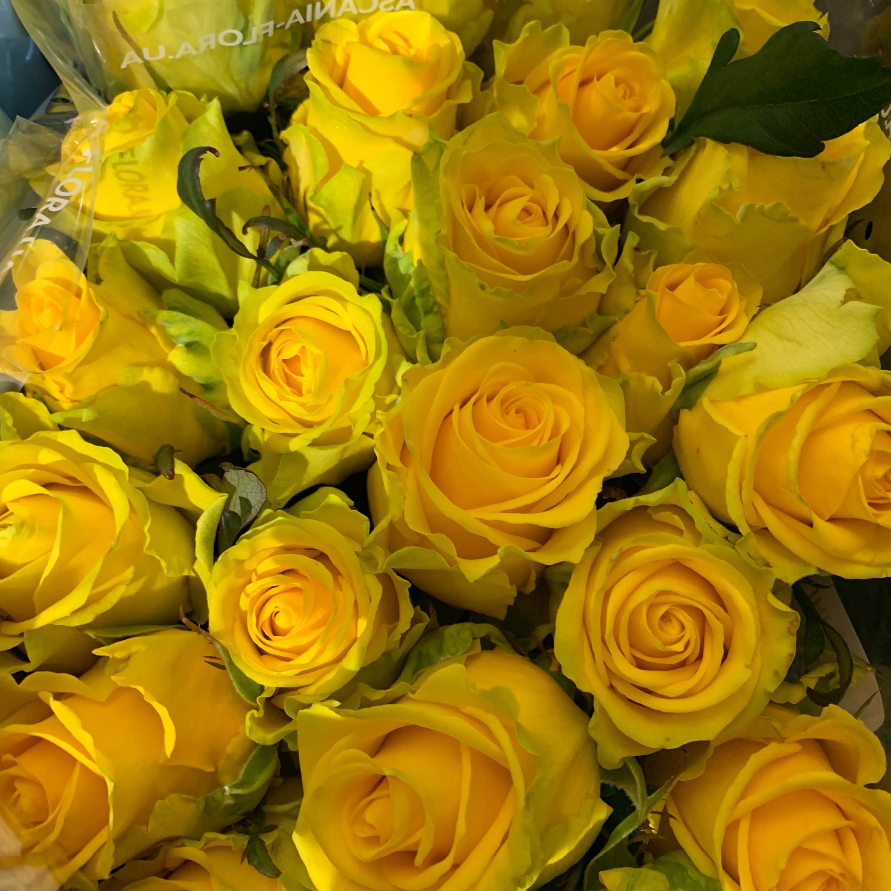 Тр Пенні Лейн 40 см