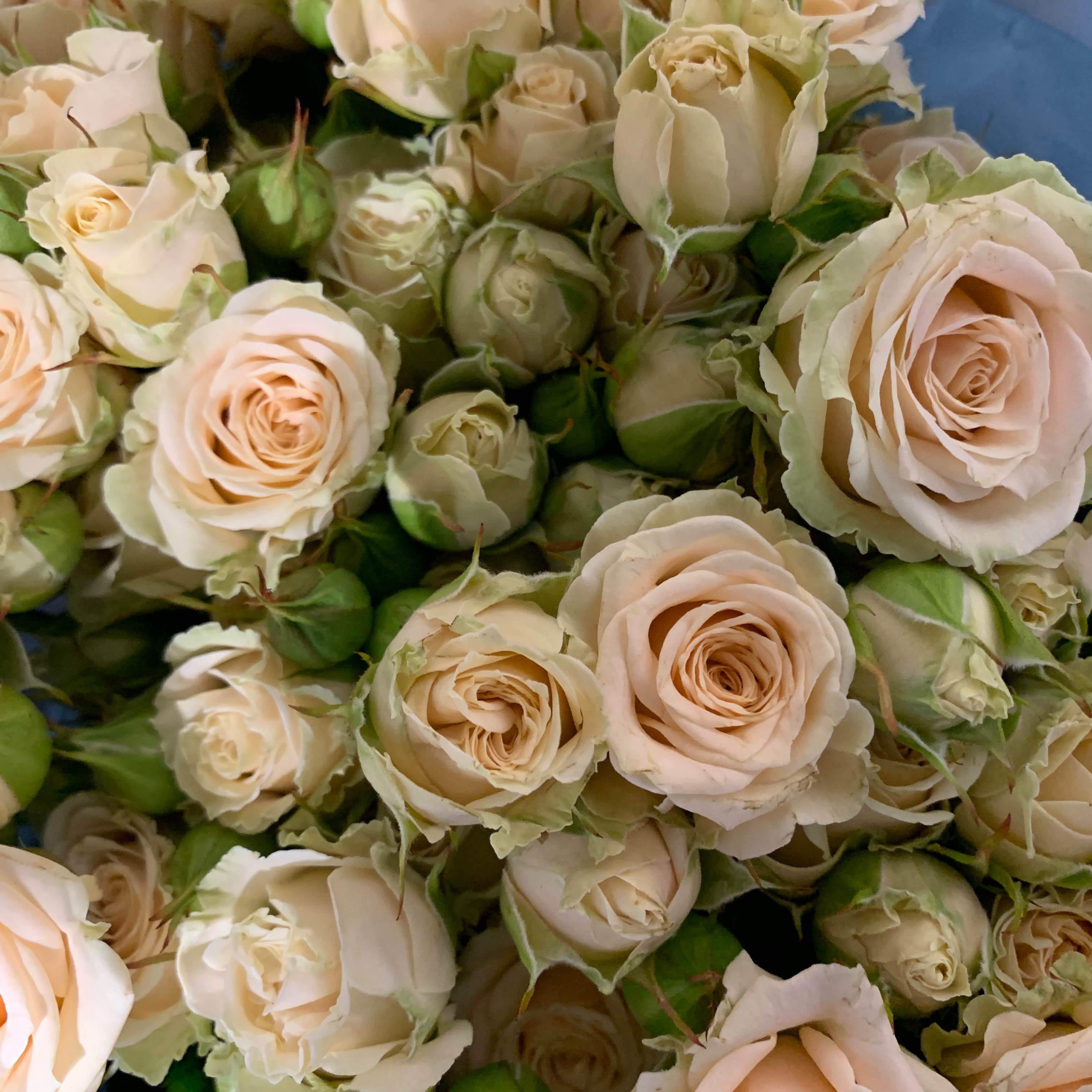 Тр Спрей Таня 40 см