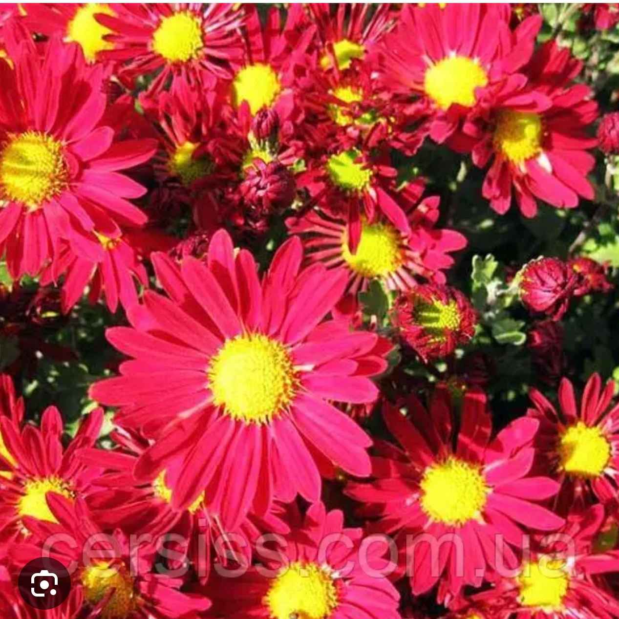 Хризантема червона ромашка