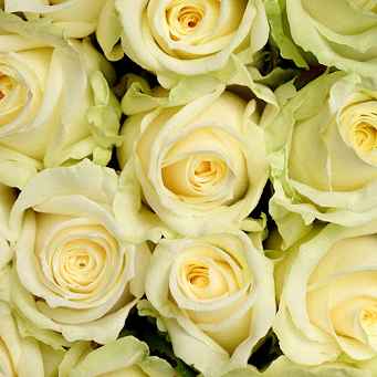 Тр Аваланч 40 см