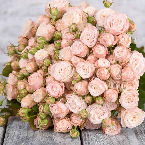 Тр Бомбастік 50 см