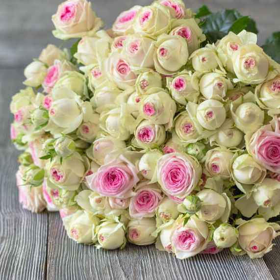 Тр Спрей Джелатто 55 см/1