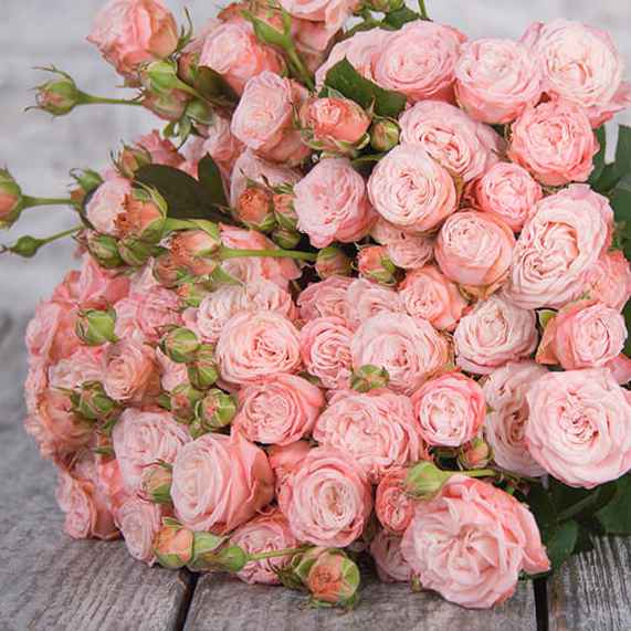 Тр Спрей Мадам Бомбастик 40 см