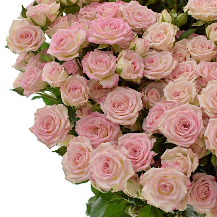 Тр Спрей Бомбастік 50 см/1