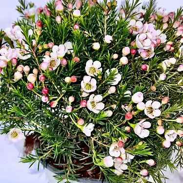 Хамелаціум