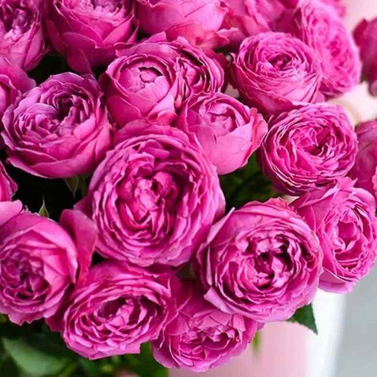 Тр Місті баблз 30 см