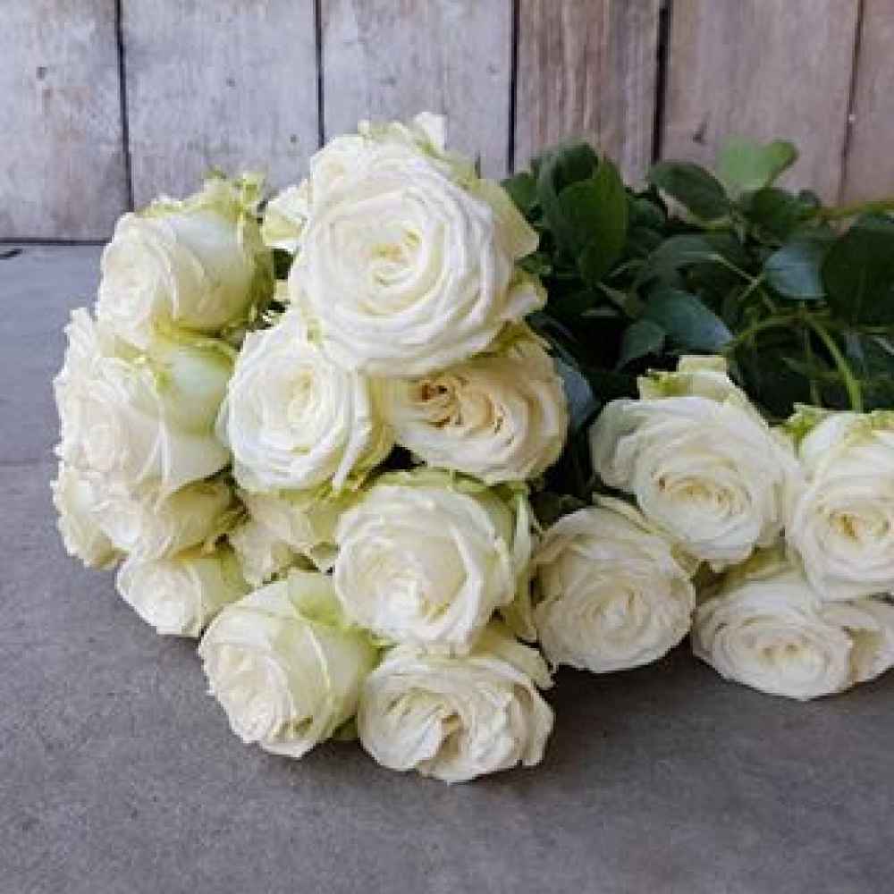 Тр Міс Бомбастік 40 см