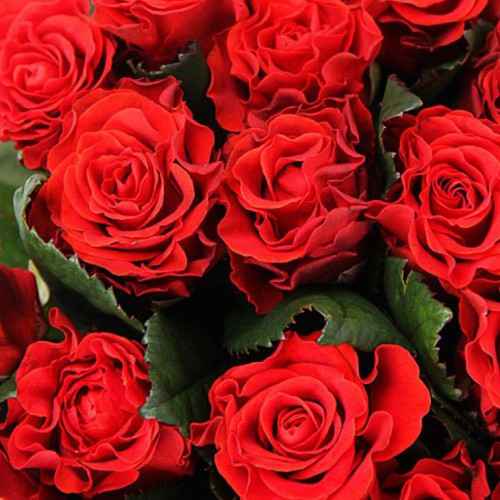 Тр Ель Торро 60 см