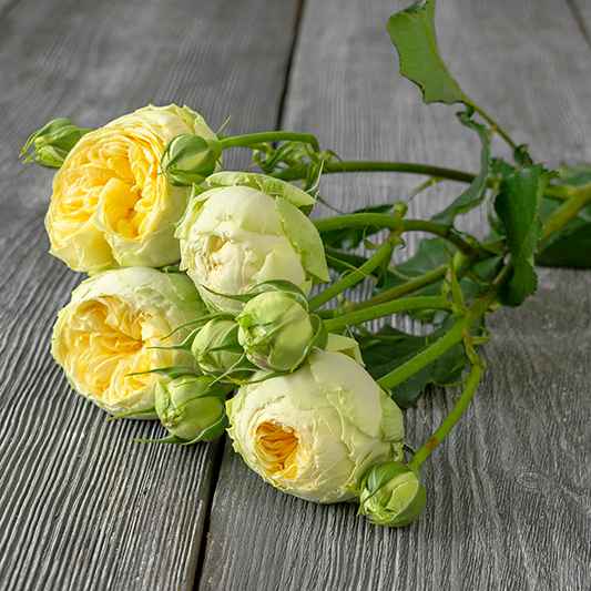 Тр Спрей Піоні Баблз 60 см