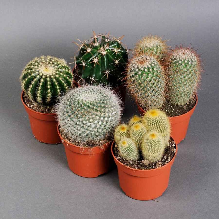 Кактус 360 середній