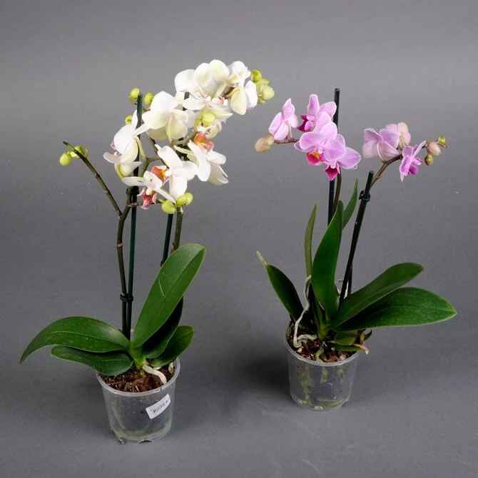 Фаленопсіс 2 ств 890