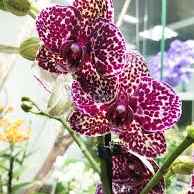 Фаленопсіс Кет 1 ств 740