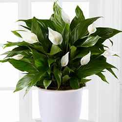 Спатіфілум 800