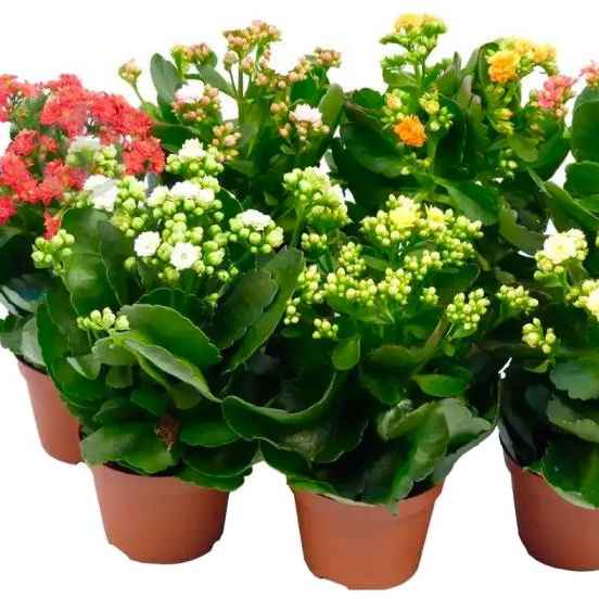 Каланхое 780