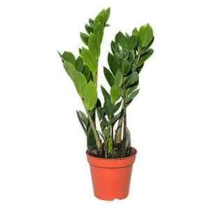 Заміокулькас 1100