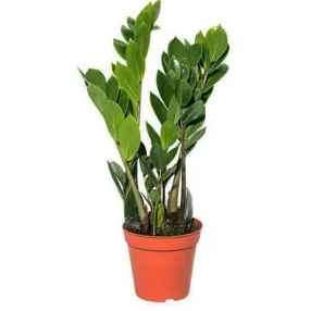 Заміокулькас 700