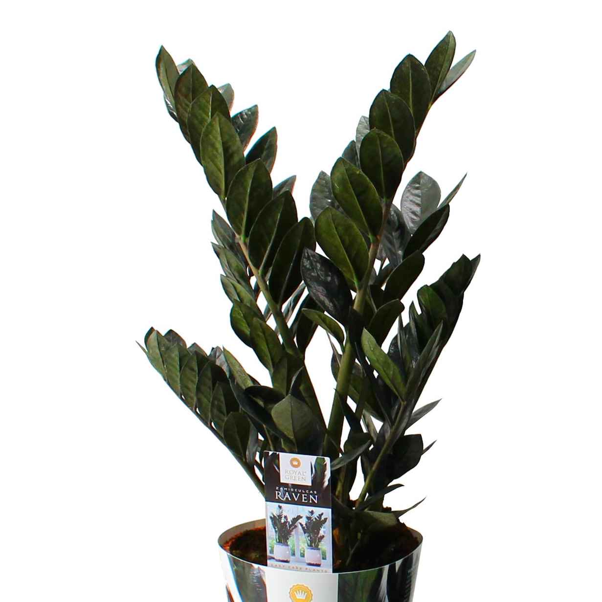 Заміокулькас чорний 900