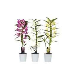 Дендробіум 900