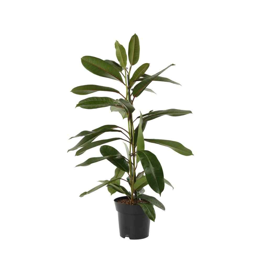 Фікус Амерікан 500