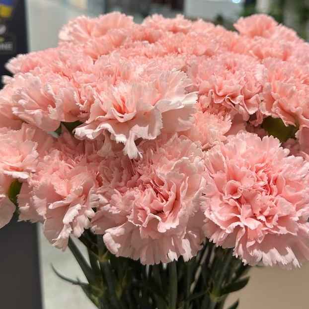 Гвоздика Гол 