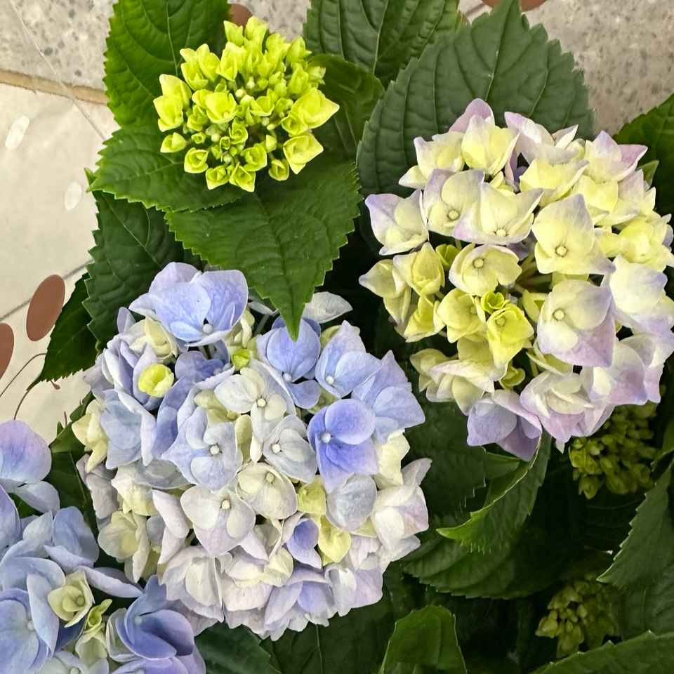 Гортензія ваз 750