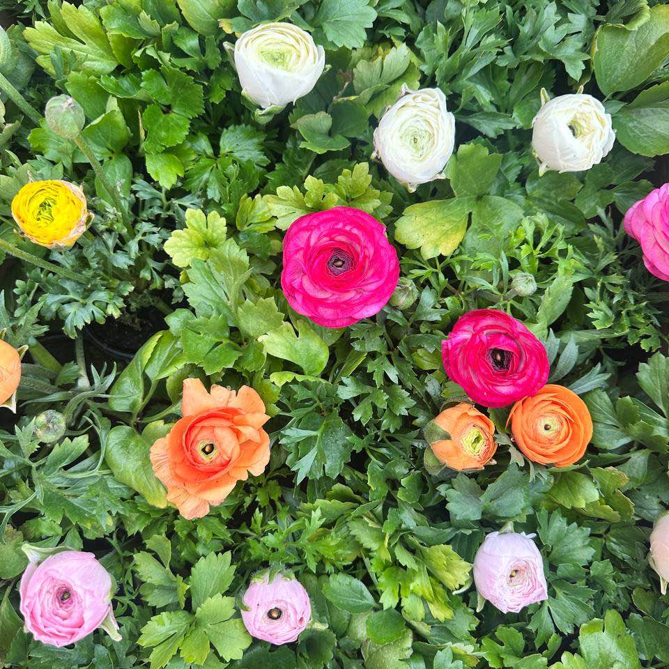 Ранункулюс горщ