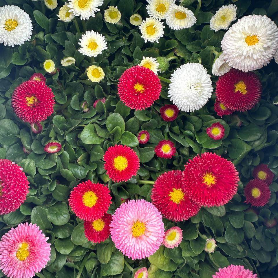 Маргаритка 