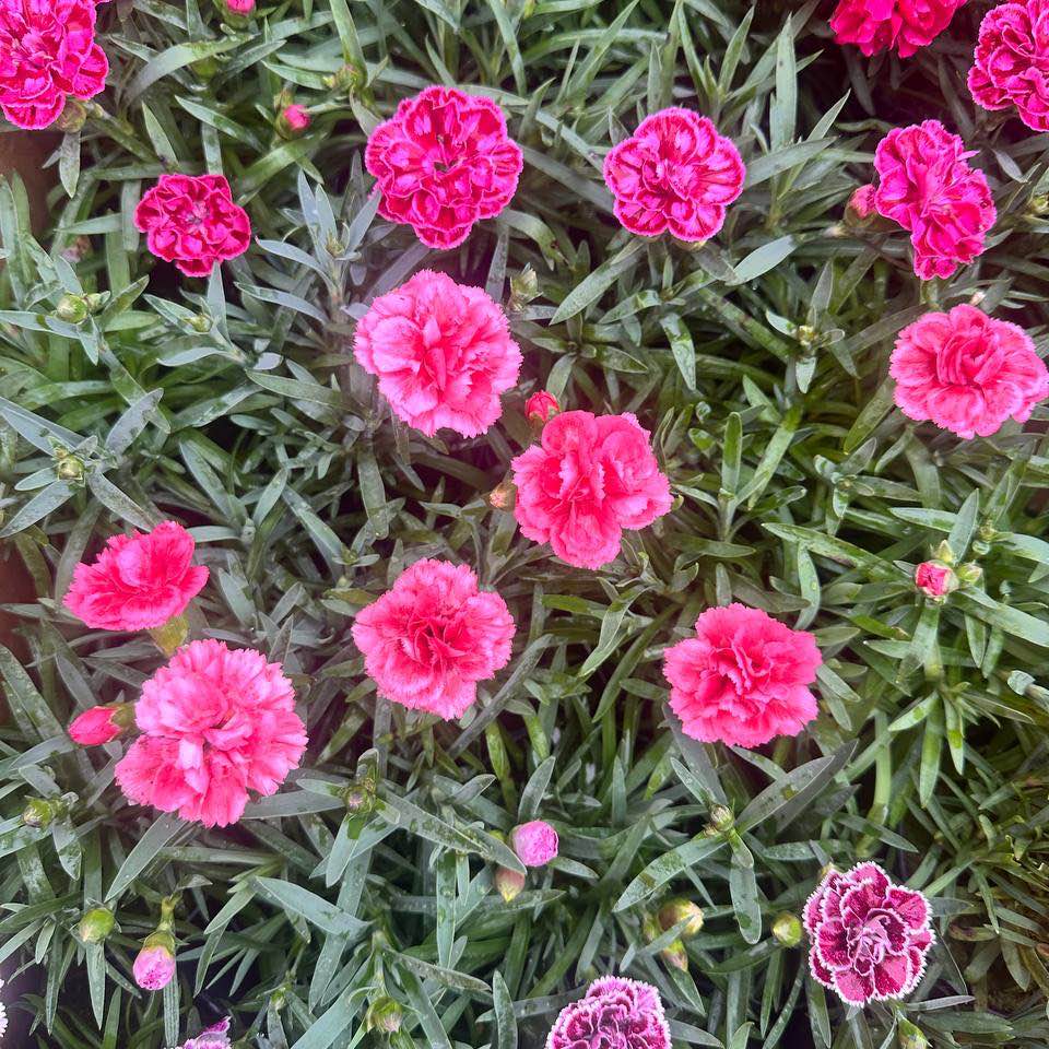 Гвоздика горщик