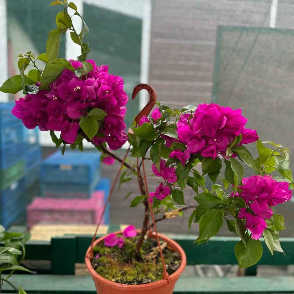 Бугенвілія 1200