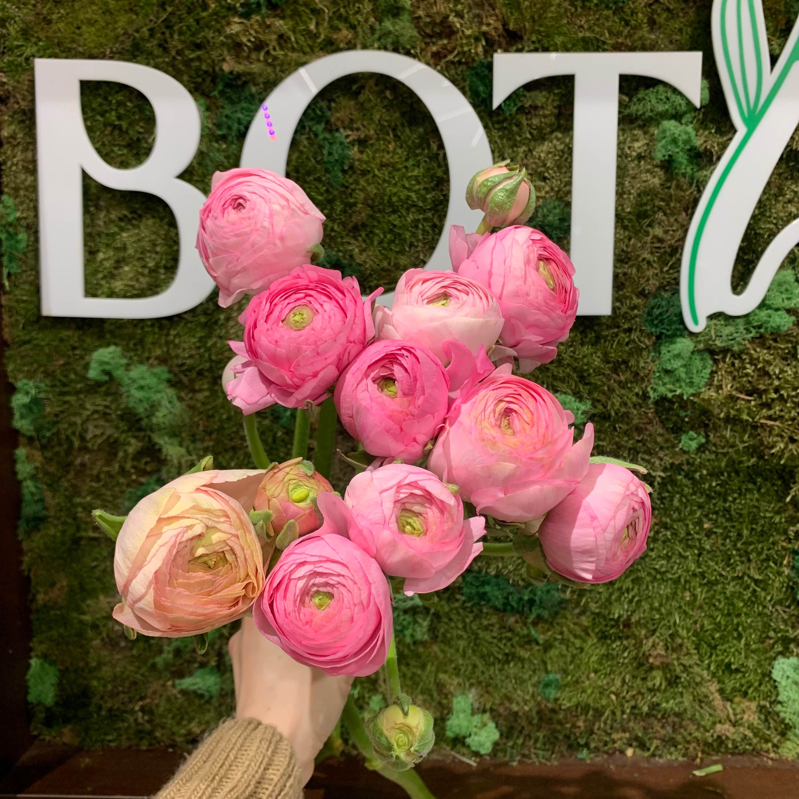 Ранункулюс Azur pink