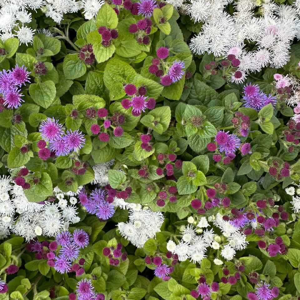 Агерантерум