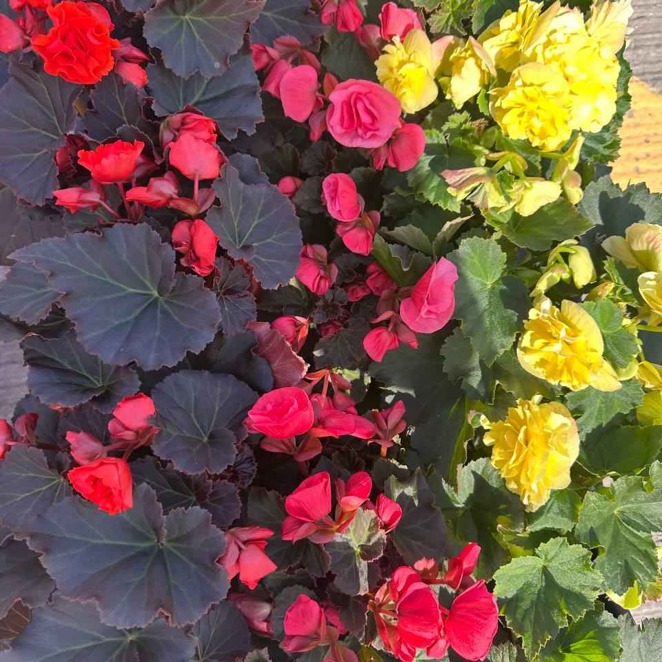 Бегонія сад 