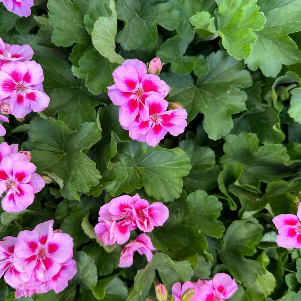 Пеларгонія 140