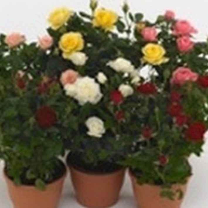 Роза монде 470