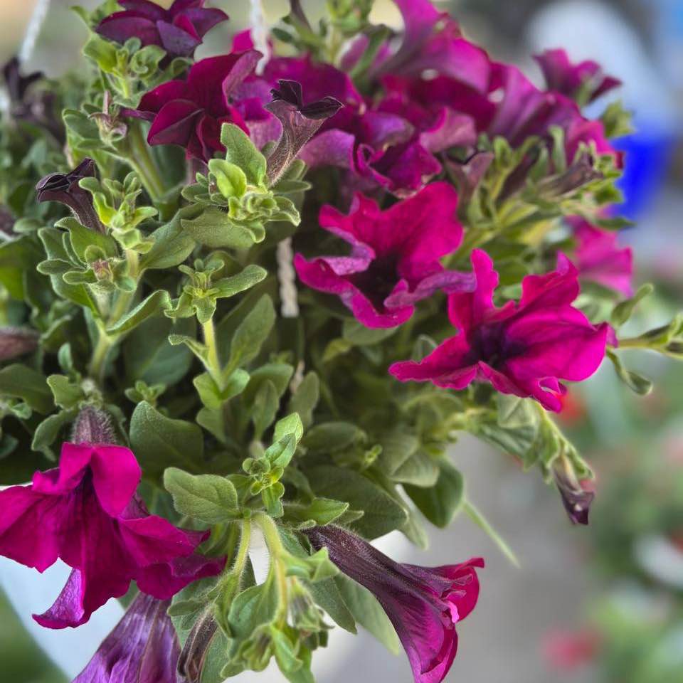 Сурфінія підвісна 250