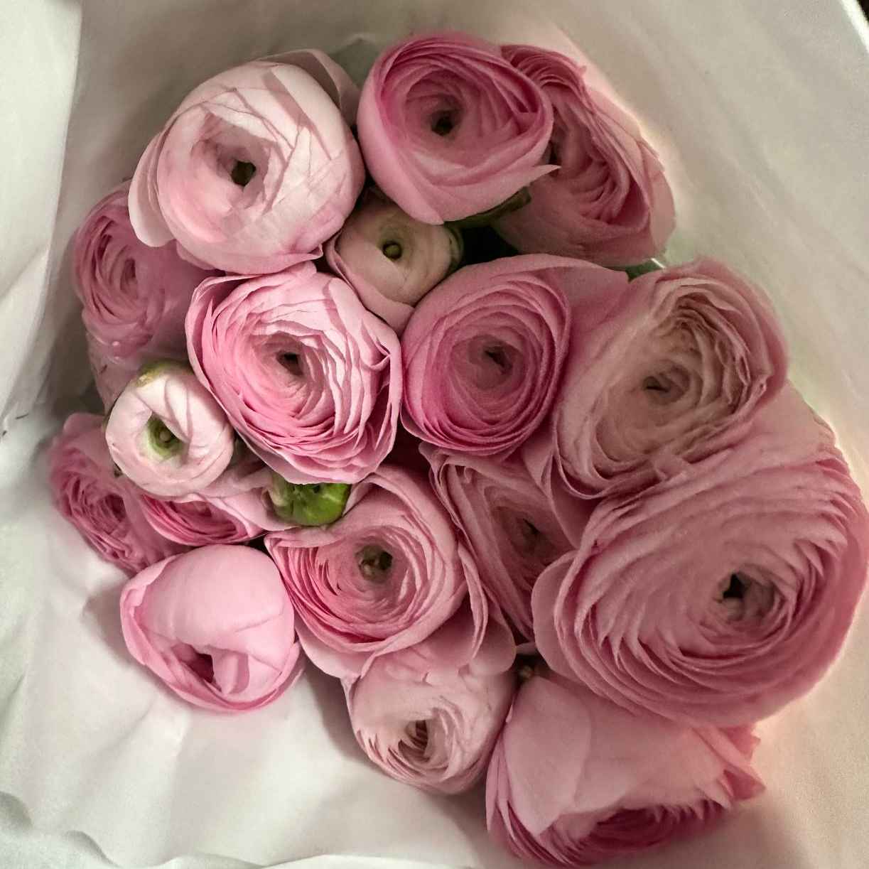 Ранункулюс зріз 90