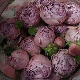 Тр Спрей Лавандер Баблз 60 см н/с