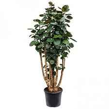 Полісціас фабіан 