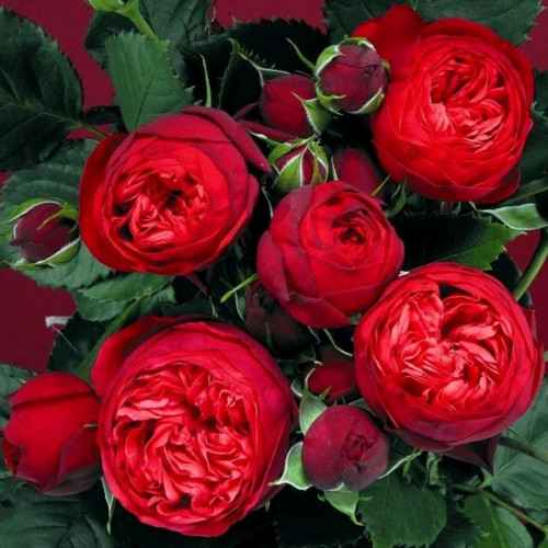 Тр Спрей Ред Піано 50 см