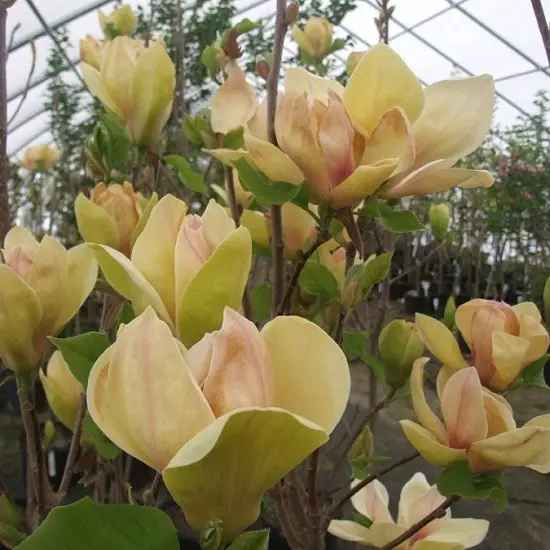 Магнолія