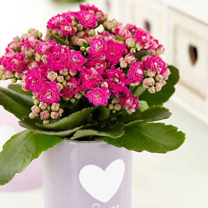 Каланхоє 400