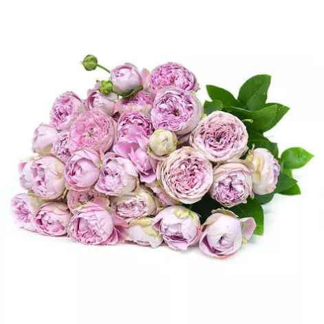 Тр Блоссом Баблз 40см