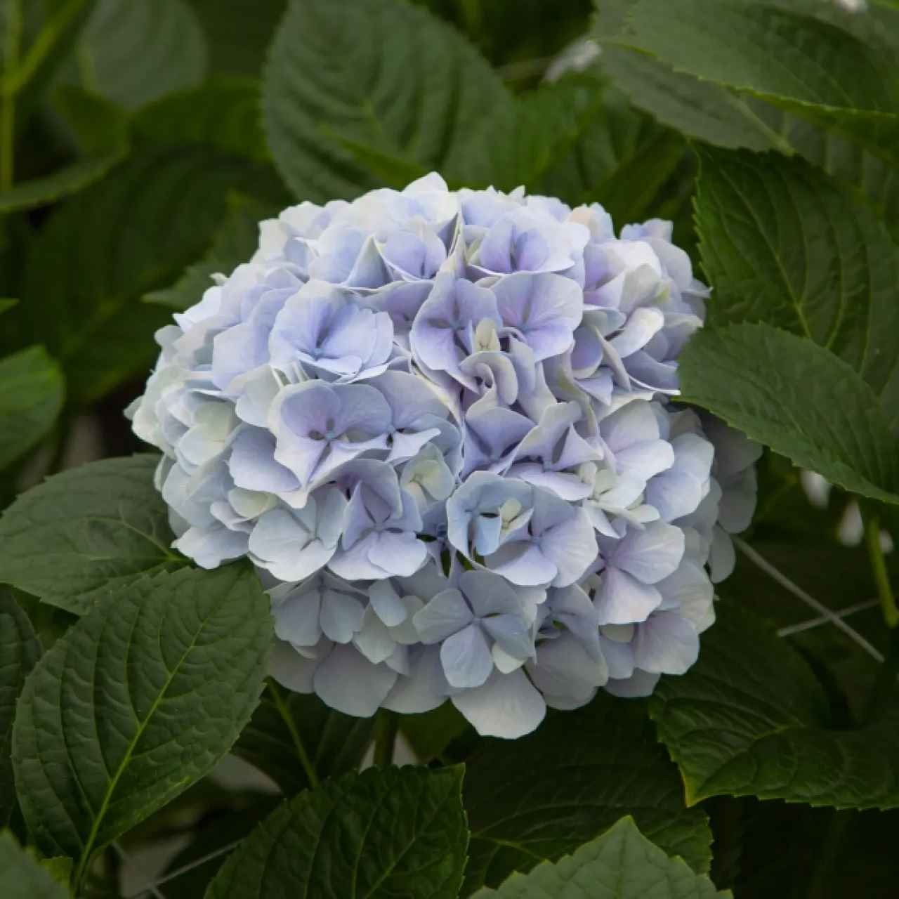 Гортензія зріз 300