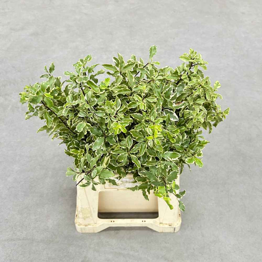 Пітоспорум