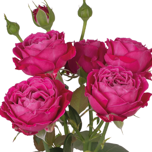 Тр Марвелоуз баблз 50 см 