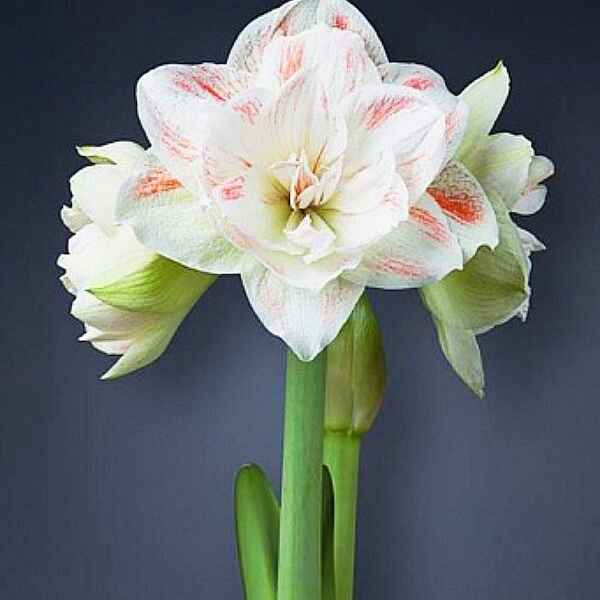 Амариліс зріз 260