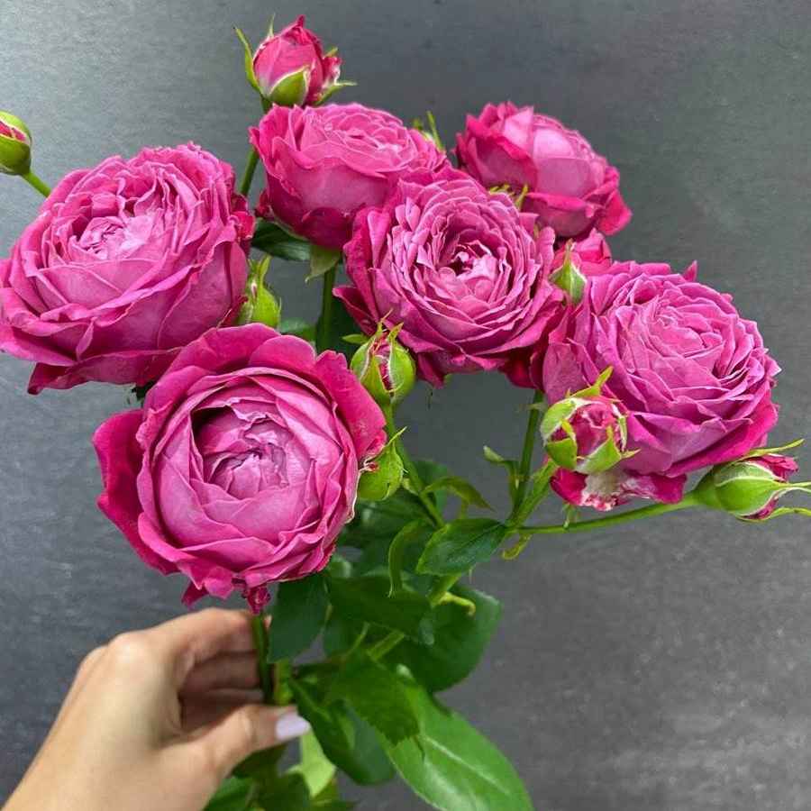 Тр Марвелоуз баблз 60 см