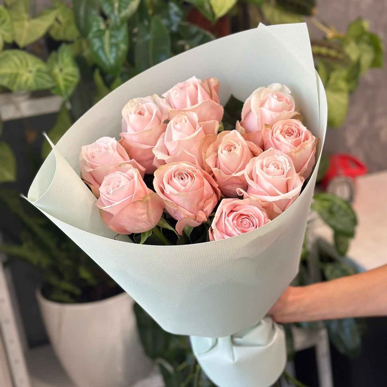 Тр Мікс Еквадор Помароса 60 см