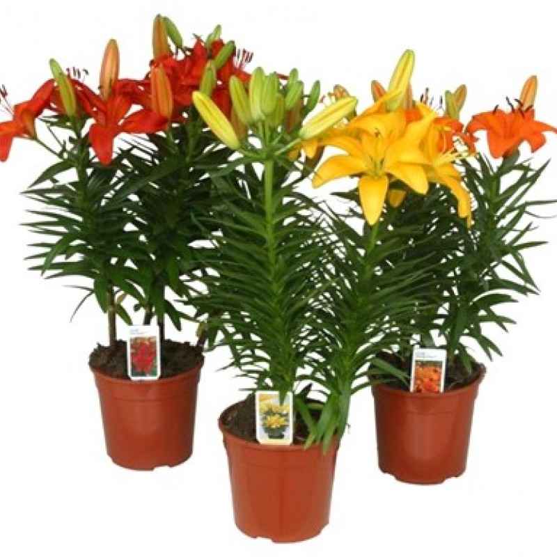 Лілія  ваз 900